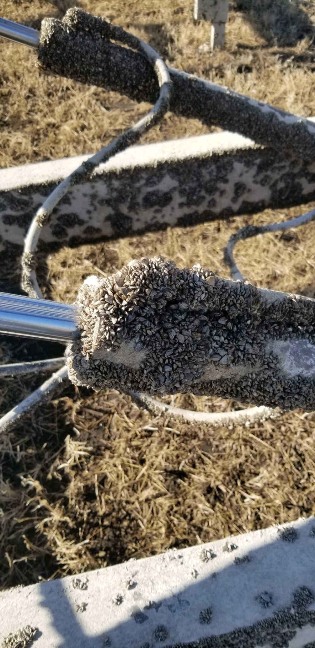 Zebra mussels